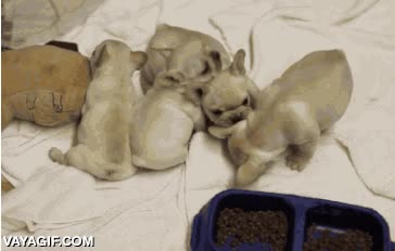 tortuga,darse la vuelta,perro,girar,volcar,comida,comedero