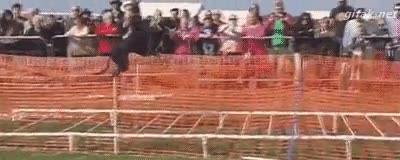 perro,salto de longitud,potencia,saltar,muy sobrado