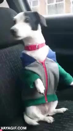 sentado,pero no como un perro sino como un humano,vestido,ropa,perro,coche