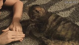 gato,juego,manos,molesto,car&aacute;cter,reacci&oacute;n,perdedor