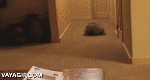 mapache,por qu&eacute; lo hace,andar,ir y venir,da igual,divertido