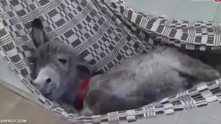 Enlace a Nunca me hubiera podido imaginar un burro tan adorable