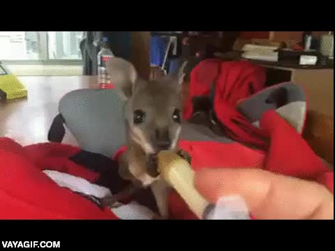 beb&eacute;,jeringuilla,comer,pero si es que es enano,ualabi,wallaby