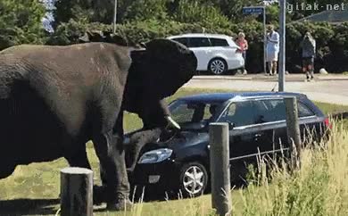 coche,tumbar,volcar,como si tal cosa,fuerza increible,elefante