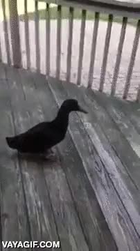 pato,perro,echar,patio,jard&iacute;n,el perro es un buenazo porque de un mordisco el pato est&aacute; listo