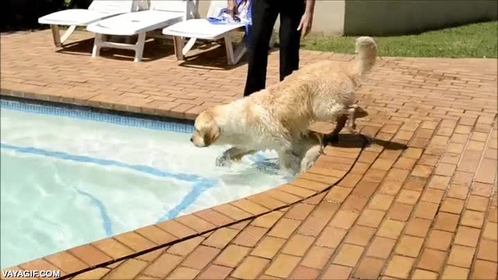 se tira a lo loco,sin miedo,golden retriever,perro,cachorro,madre