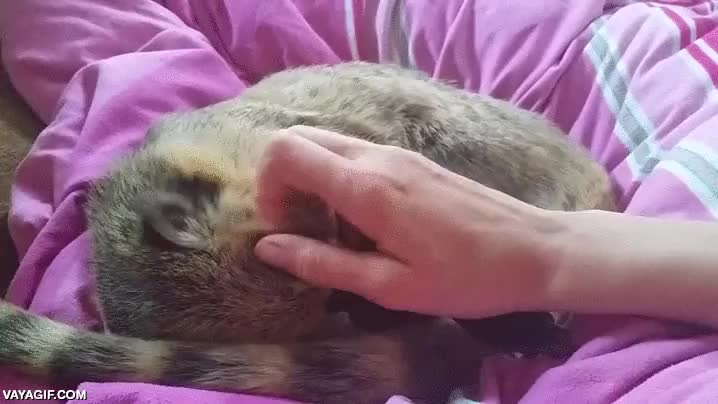 no estoy seguro de qu&eacute; animal es,acariciar,rascar,alguna especie de tejon o algo,ardilla