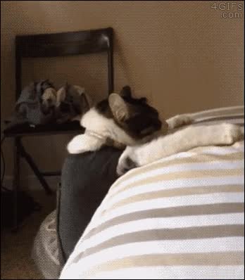 gato,escalar,cama,fail,salto raro