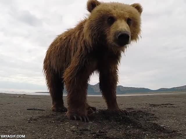 zarpazo,oso,pardo,guantazo,pedazo de viaje