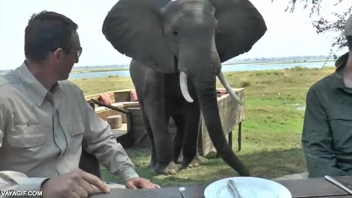 restaurante,elefante,africa,enfadado,trompazo,cabreado,mesa,tirar
