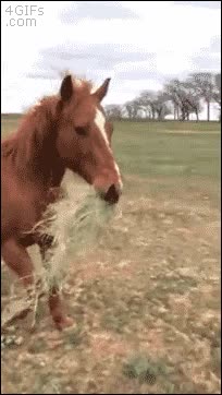 traer,comida,caballo,dar de comer,amada,pareja,muy romantico todo