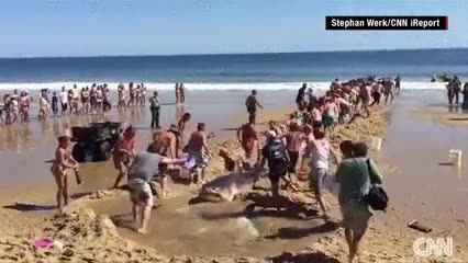 salvar,luego se los come,bonito gesto,ayudar,devolver al mar,tiburon