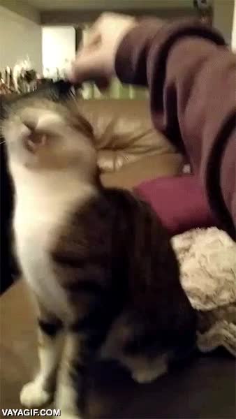 peine,cepillo,cepillar,lengua,muecas,gestos,expresion,gato