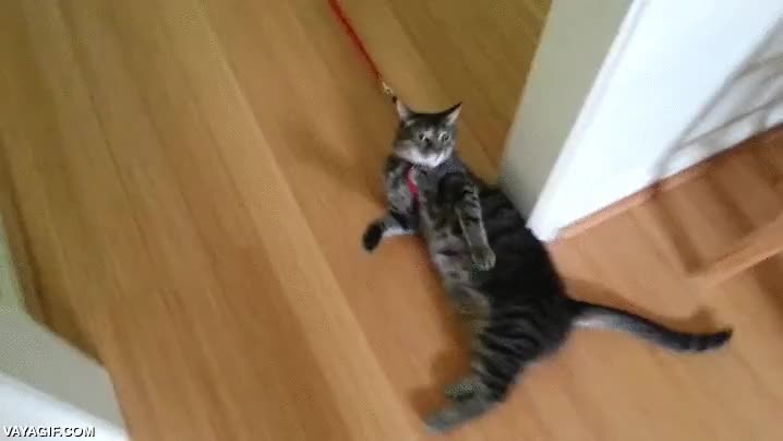 calle,gato,tumbado,resistencia pac&iacute;fica,correa,salir,pasear