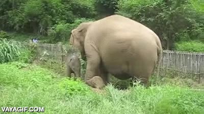 mucho cuidado,bebe,entre las patas,no sabe donde poner la pata,cr&iacute;a,elefante