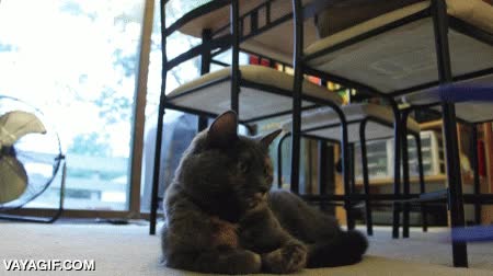 paciencia,gato,pinzas,cabeza,no sabe qu&eacute; hacer,segun el humano que te toque,trollear