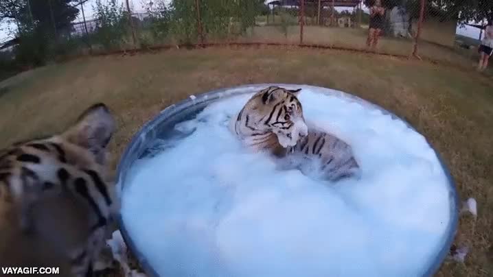 tigre,ba&ntilde;o,piscina,ba&ntilde;era,espuma,jab&oacute;n,no parecen muy relajados