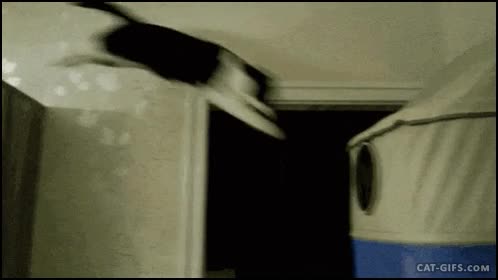 gato,saltar,colarse,hueco,no es facil acertar,agujero