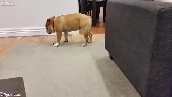 bulldog,perro,fail,de pie,dormirse,quedarse dormido,caer