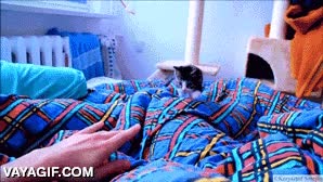 despertar,manta,dormir,gatito,ganas de jugar,gato,cazador en prácticas