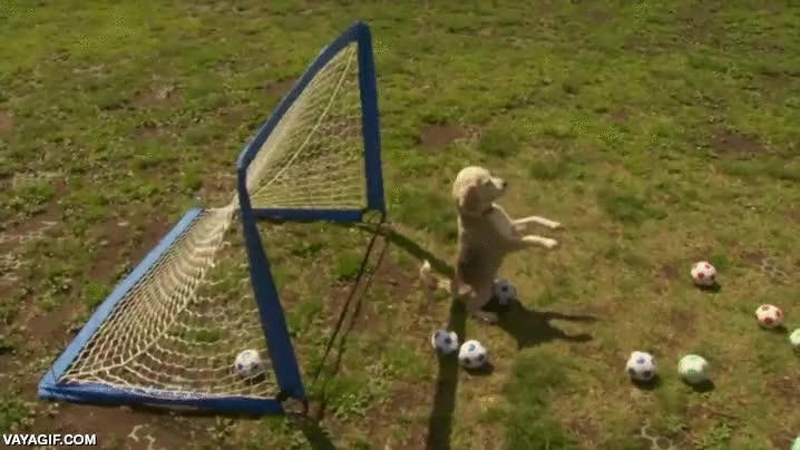 portero,futbol,al vuelo,mas confianza que casillas o bravo,perro,jugar,atrapar