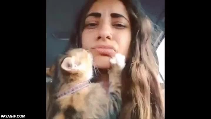 gato,obsesion,locura,no s&eacute; si va conduciendo,chica,amor obsesivo