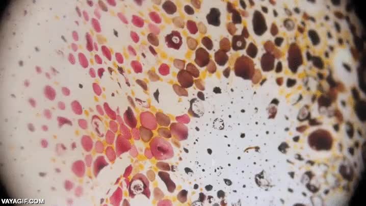 Enlace a Así se pigmenta al momento la piel de los calamares