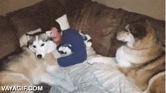 envidioso,acaparador,caricias,perro,muy indignado,pedir,exigir