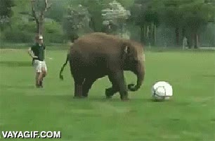 Elefante,casi,verano,adios,caida,resbalon,tropezar,torpeza