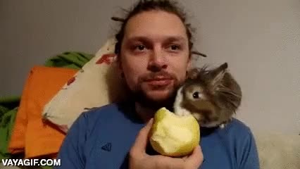 conejo,manzana,morder,hombro,comer