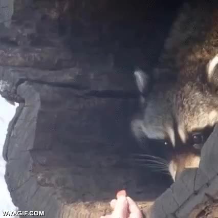 humildemente,mapache,aceptar,coger,con miedo,comida,mano