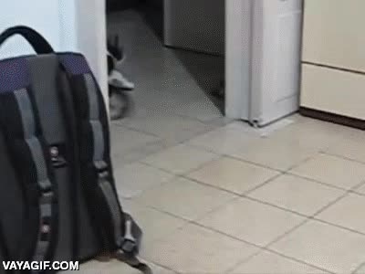 gato,perro,traer pelota,saca la lengua,regalo,le hace caso al humano