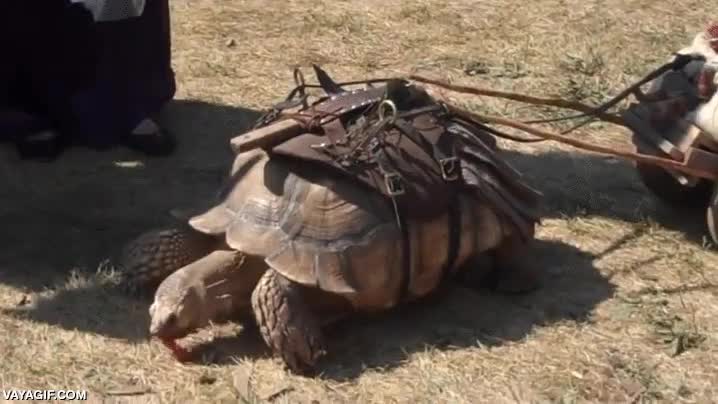 igual tardas un poco m&aacute;s,tortuga,burro,caballo,carga,animal de carga
