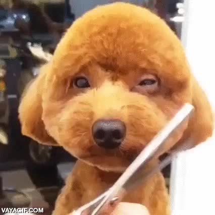 peinar,cortar,pelo,cabeza de bola,peluquer&iacute;a canina,perro,la cara del perro lo dice todo