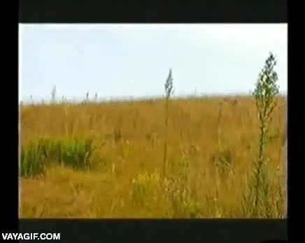 felino,caracal,gato,salvaje,desierto,pato,ave,cazar