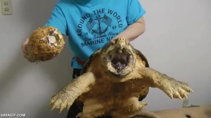 tortuga,boca,morder,imagina si pilla tu pierna,potencia de mordisco considerable,atacar,aligator
