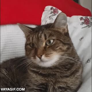 ahora eres mi esclavo,gato,flor,cerebro atrapado