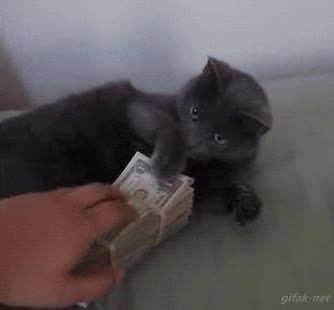gato,mas seguro que en un banco,billetes,no tocar,enfadado