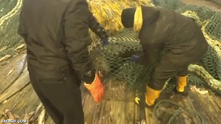 leon marino,foca,arrastrarse,redes,pesca,barco,pescadores