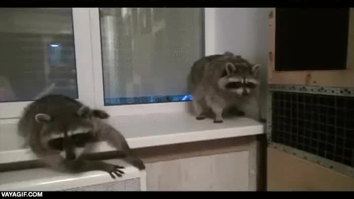 mapache,se unen a la fiesta rapido,saltar,est&aacute;n hermosos,servicio de limpieza de ventanas