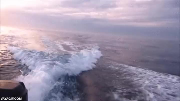 Enlace a No sabes lo que es el miedo en alta mar hasta que ves dos orcas persiguiendo tu lancha
