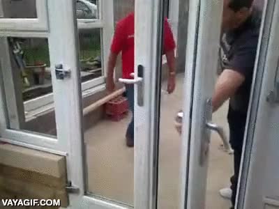 cristal,vidrio,casa,confundido,perro,cómo lo han hecho?