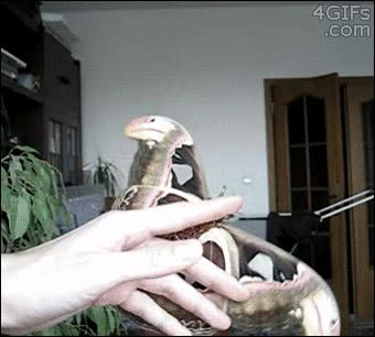 mariposa,gigante,mascota,alas enormes