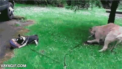 correa,cadena,atar,atado,latigo,perro,lanzar,disparado,pelota,tirachinas