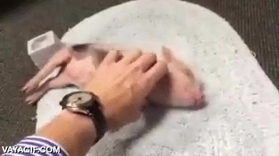 pedir más,cerdo,cerdito,acariciar,caricias,rascar,barriga