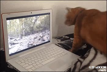 donde demonios ha ido la ardilla,gato,pantalla,video,grabación,que clase de brujería es esta