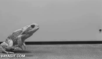 sapo,movimiento,dinamica,saltar,salto,rana