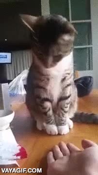mano,gato,levantarse,no me toques,tocar