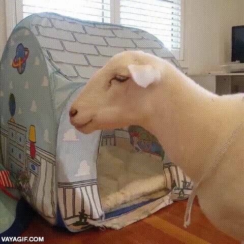 pues me pongo encima,oveja,mascota,tienda,juguete