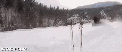 alce,te arrolla si te pones en medio,potencia animal desbordada,nieve,velocidad,la pregunta qu&eacute; deber&iacute;as hacerte es: De qu&eacute; huye?